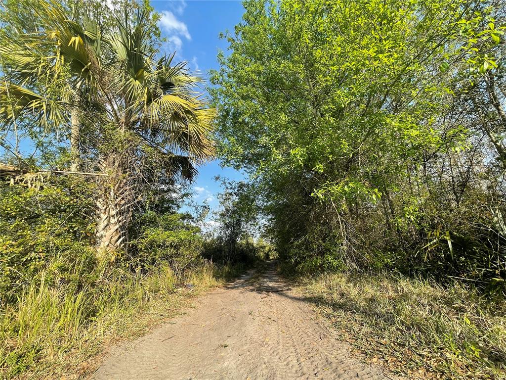 A dirt path leads through a wooded area with a large palm tree on the left — CONCORD ROAD, ST CLOUD, FL