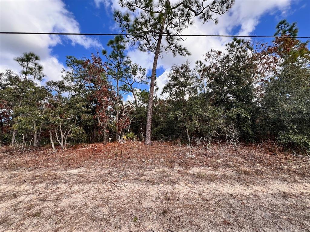 A sandy, undeveloped lot features a dense line of pine and oak trees under a sky — 6328 W PINE RIDGE BOULEVARD, BEVERLY HILLS, FL