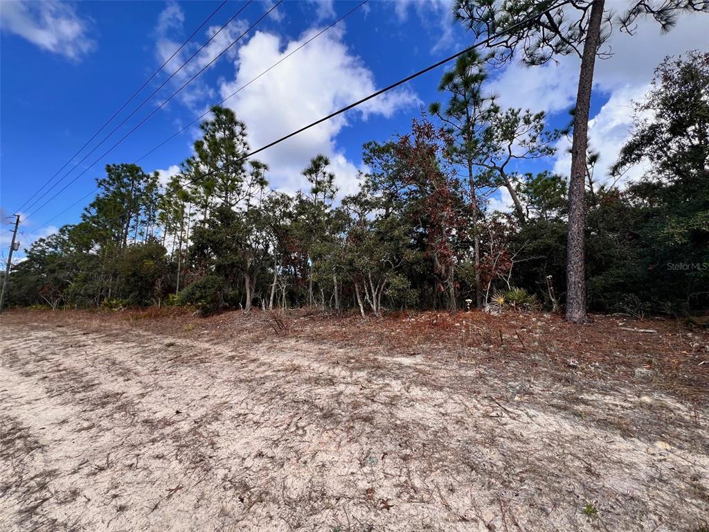 A sandy, undeveloped lot with scattered trees and vegetation under a blue sky — 6328 W PINE RIDGE BOULEVARD, BEVERLY HILLS, FL
