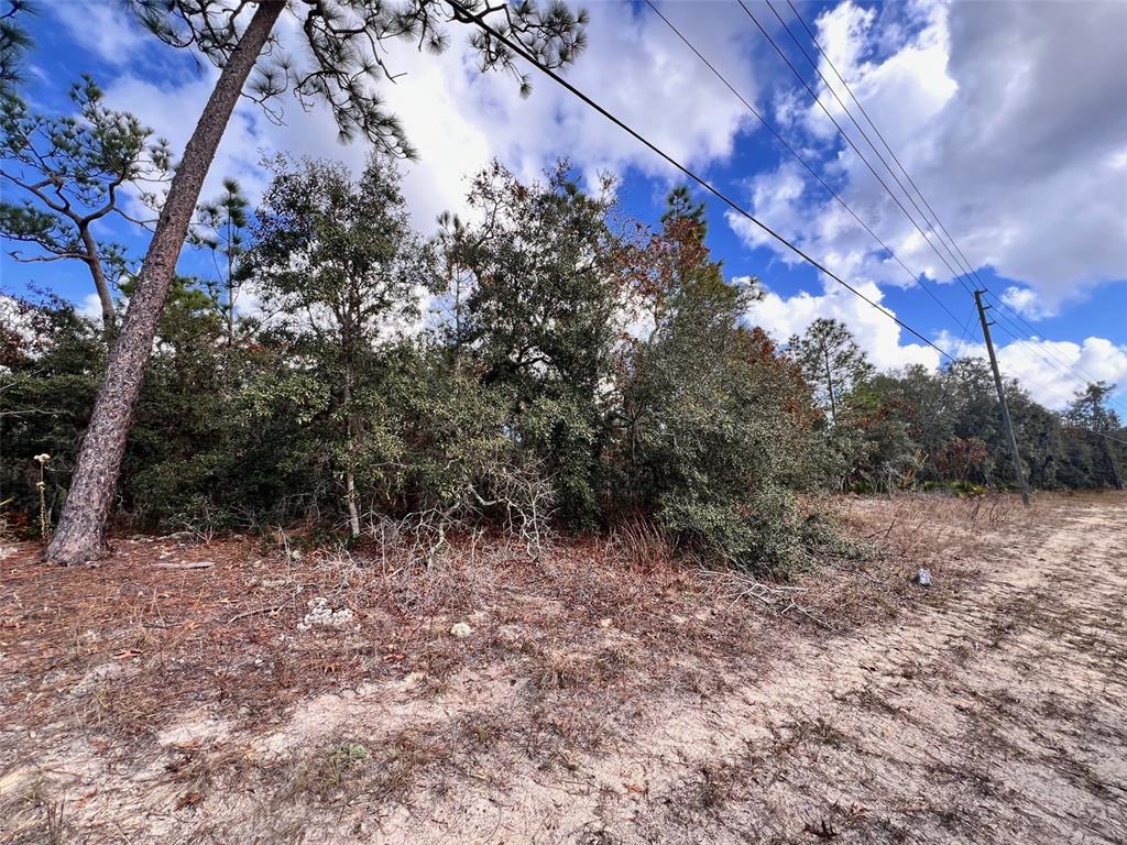 A dirt path runs alongside a wooded area with pine and oak trees under power lines — 6328 W PINE RIDGE BOULEVARD, BEVERLY HILLS, FL