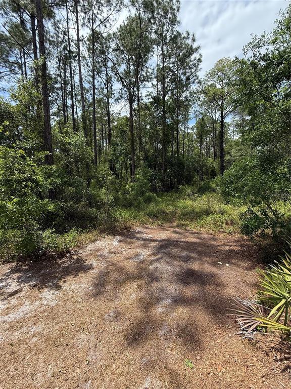 A sandy clearing leads into a dense forest of tall pine trees — TBD NE 156TH LANE, FORT MC COY, FL