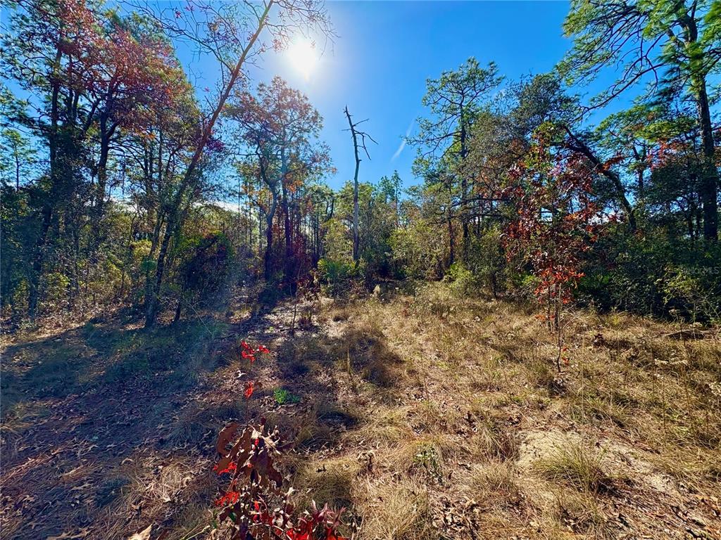 A sunlit, wooded lot with dry grass and scattered trees under a clear blue sky — 9164 BIRMINGHAM AVENUE, WEEKI WACHEE, FL