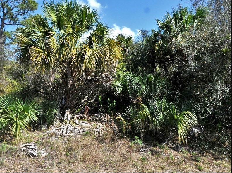 A view of a wooded lot featuring several cabbage palm trees and dense native vegetation — NORTON DRIVE, NORTH PORT, FL