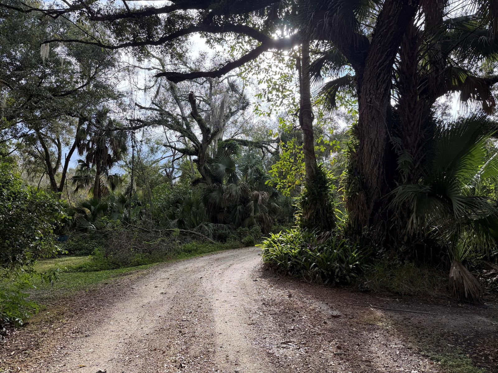 A dirt path curves through a lush, wooded area with large trees and palm plants — 535 SE 80th Avenue, Okeechobee FL 34974, OKEECHOBEE, FL