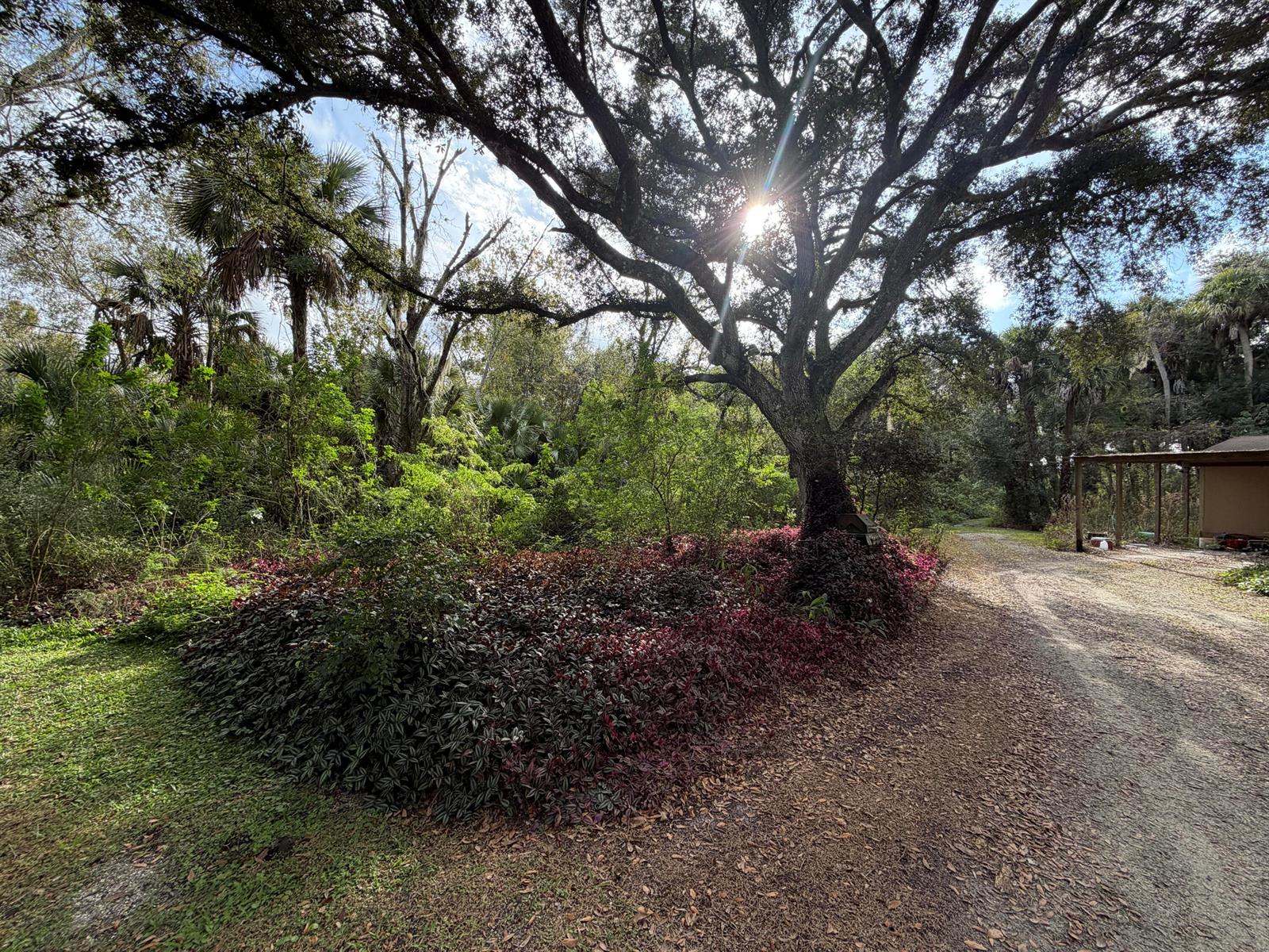A large tree stands over a patch of purple foliage next to a gravel driveway — 535 SE 80th Avenue, Okeechobee FL 34974, OKEECHOBEE, FL