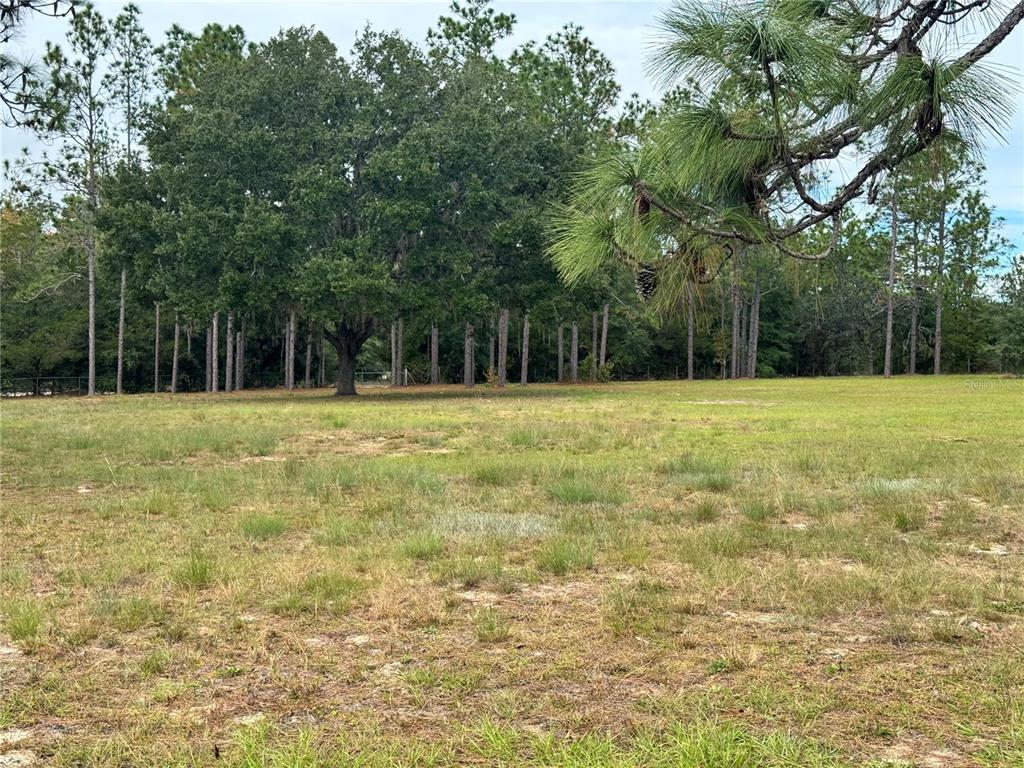 A grassy, pine-covered lot features a large central oak tree under a blue sky — 4551 NE 132ND COURT, WILLISTON, FL
