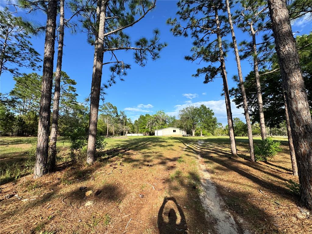 A grassy, open lot features a line of tall pine and oak trees in the background — 4551 NE 132ND COURT, WILLISTON, FL