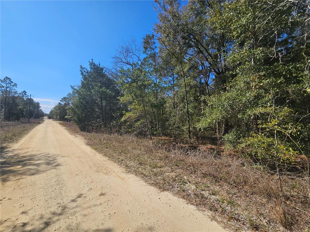 A dirt road runs alongside a wooded lot under a clear blue sky — 1790 NE 156TH TERRACE, WILLISTON, FL