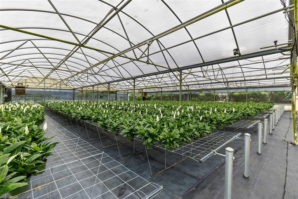 A large commercial greenhouse filled with rows of potted peace lily plants on metal benches — 18021 E APSHAWA ROAD, MINNEOLA, FL