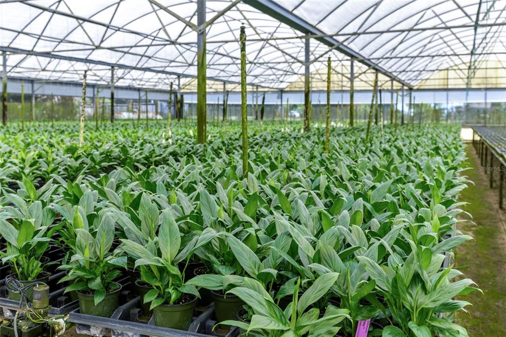 A large commercial greenhouse filled with rows of potted peace lily plants — 18021 E APSHAWA ROAD, MINNEOLA, FL