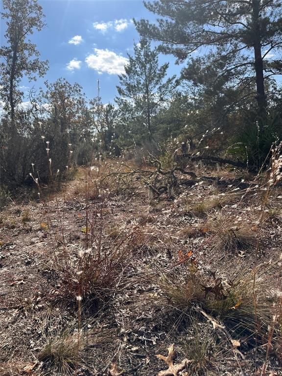 A wooded lot with dry grasses and scattered trees under a bright blue sky — 0 NE 99TH PLACE, ARCHER, FL