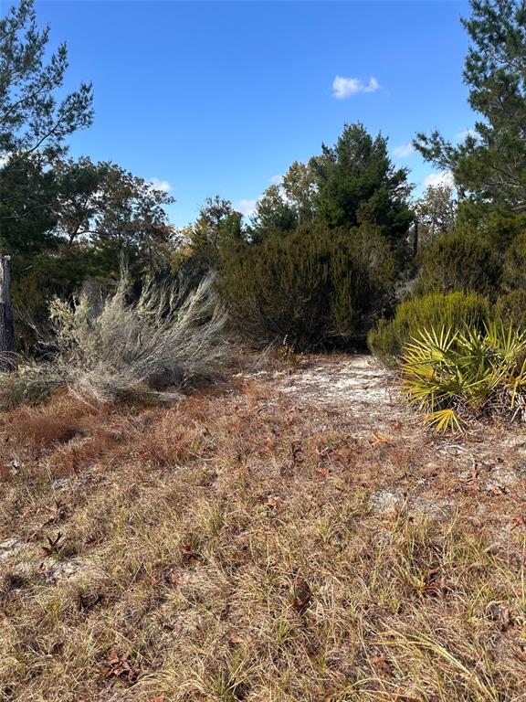 A sandy, undeveloped lot features patches of dry grass, low shrubs, and scattered pine trees — 0 NE 99TH PLACE, ARCHER, FL