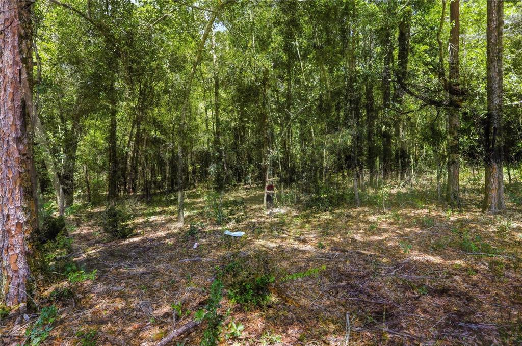 A view of a wooded lot with dense trees and a leaf-covered forest floor — CENTENNIAL ROAD, DADE CITY, FL