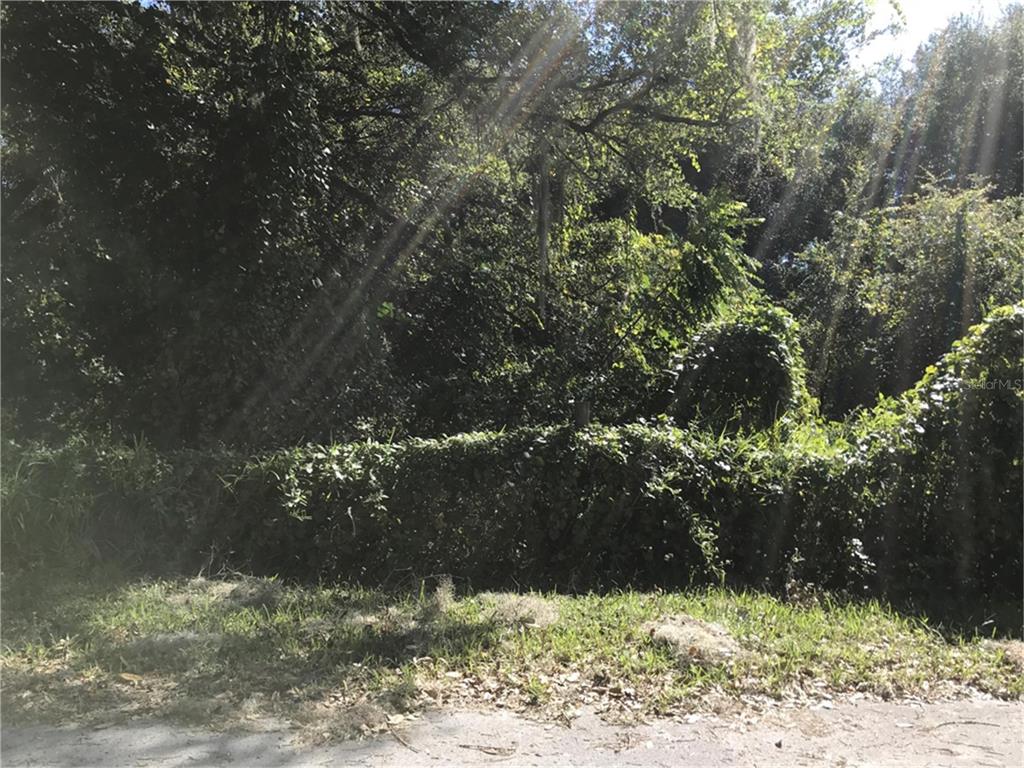 A view of a densely wooded, overgrown lot with sunlight filtering through the trees — NW 2ND, WEBSTER, FL