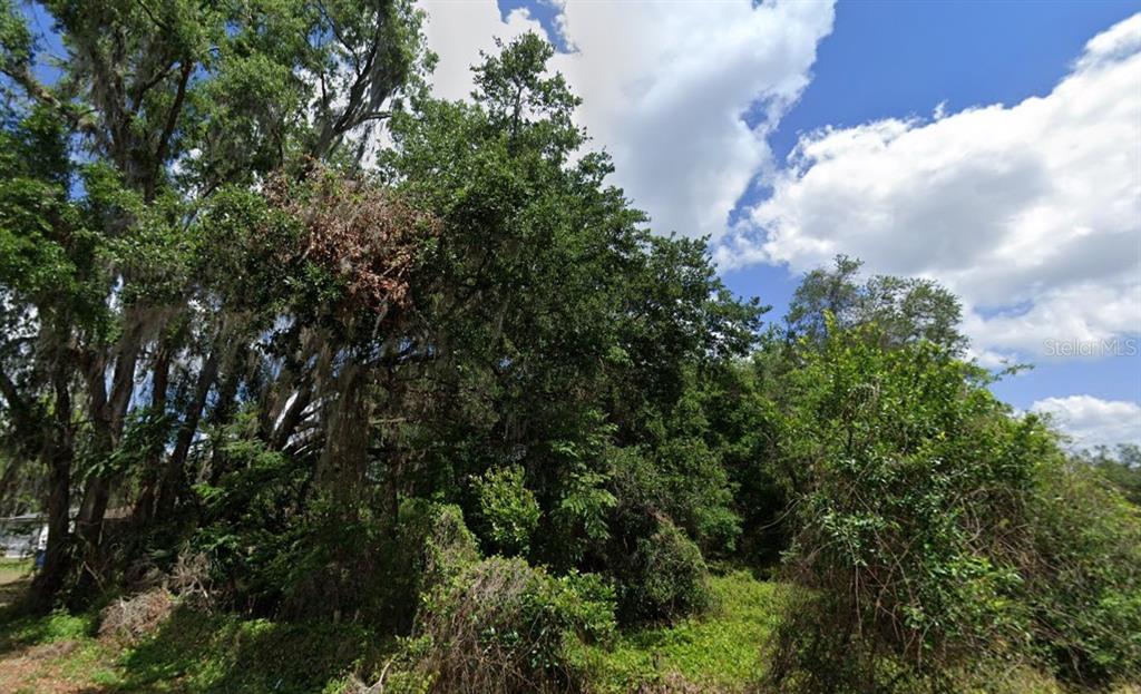A dense cluster of mature trees and overgrown vegetation stands under a blue sky — NW 2ND, WEBSTER, FL