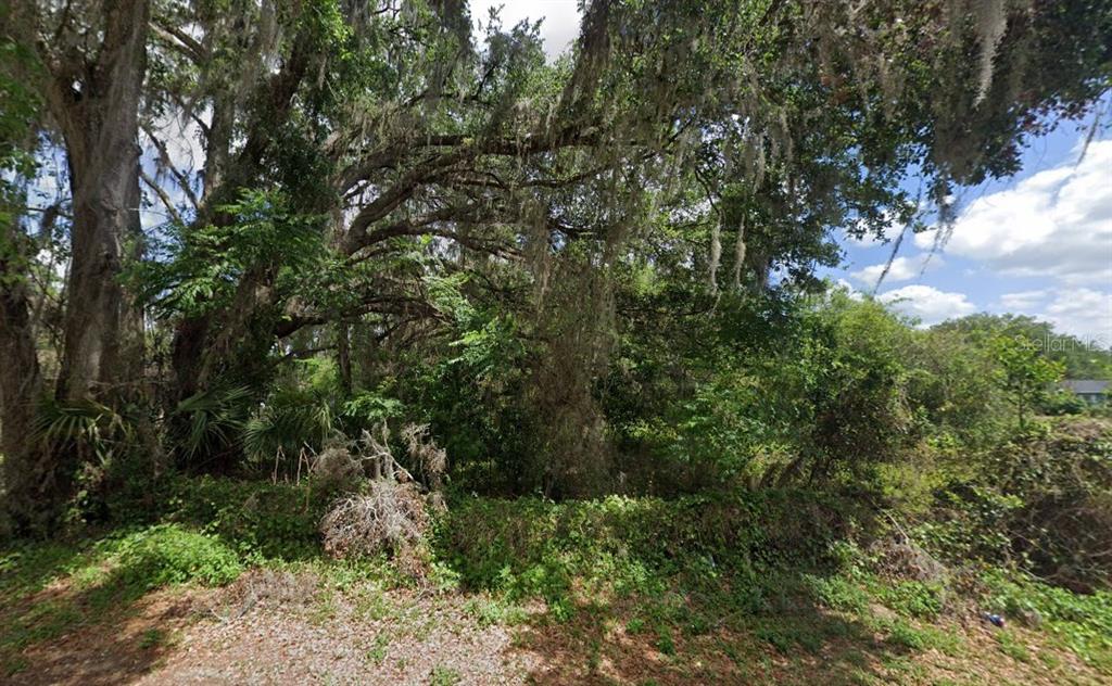 A dense, wooded lot features large oak trees draped with Spanish moss and thick undergrowth — NW 2ND, WEBSTER, FL
