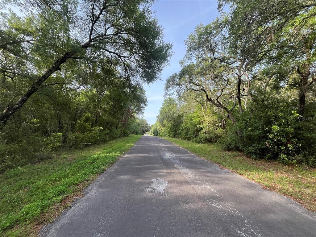 A narrow paved road stretches through a dense, tree-lined wooded area under a clear sky — 6634 N PAGODA TREE TERRACE, HERNANDO, FL