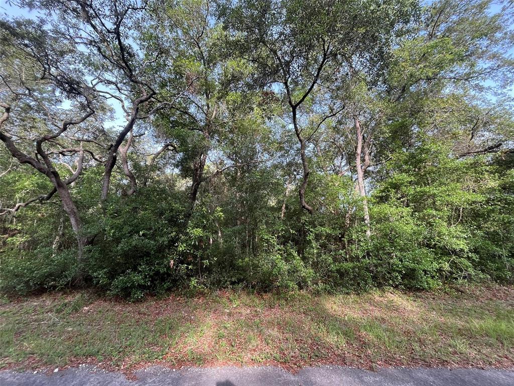 A view of a wooded lot with dense trees and shrubs bordering a paved road — 6634 N PAGODA TREE TERRACE, HERNANDO, FL