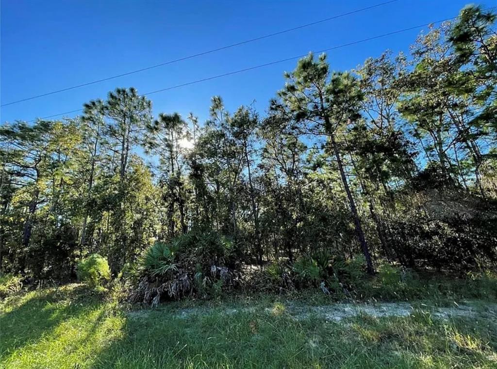 A wooded lot features tall pine trees and low-lying palmetto bushes under a clear sky — 16 MAYTEN COURT N, HOMOSASSA, FL