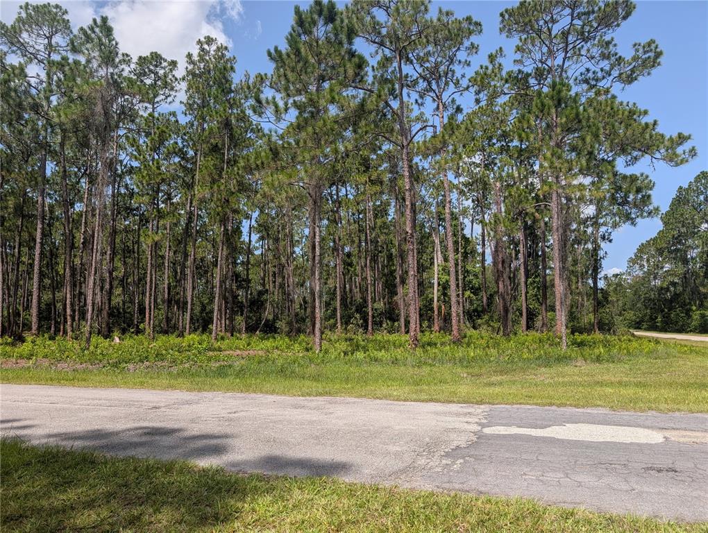 A paved road runs in front of a wooded lot filled with tall pine trees — 201 ALLAMANDA DRIVE, INDIAN LAKE ESTATES, FL