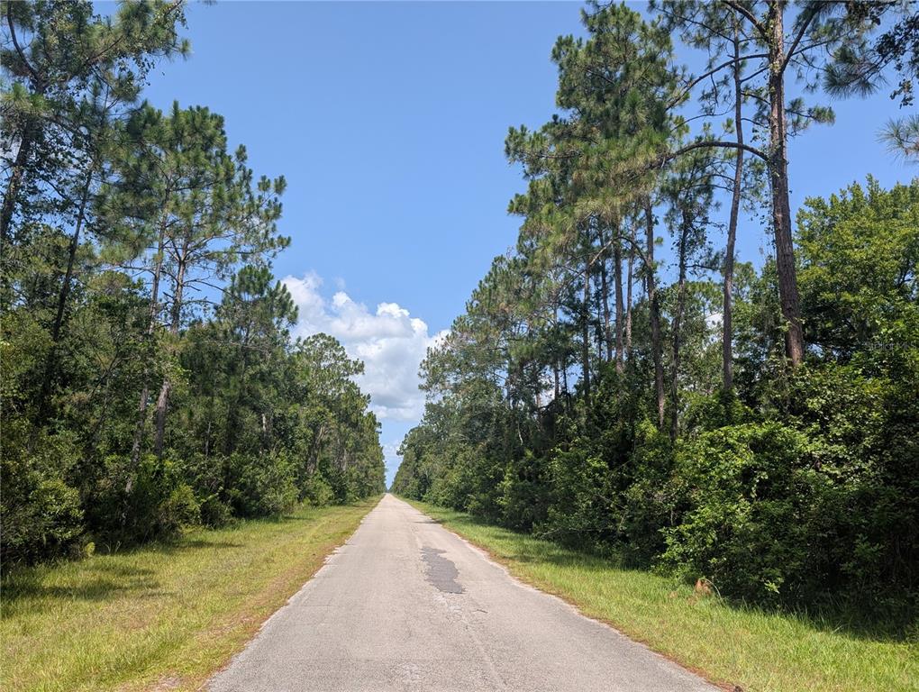 A paved road stretches into the distance, flanked by tall pine trees and dense vegetation — 201 ALLAMANDA DRIVE, INDIAN LAKE ESTATES, FL