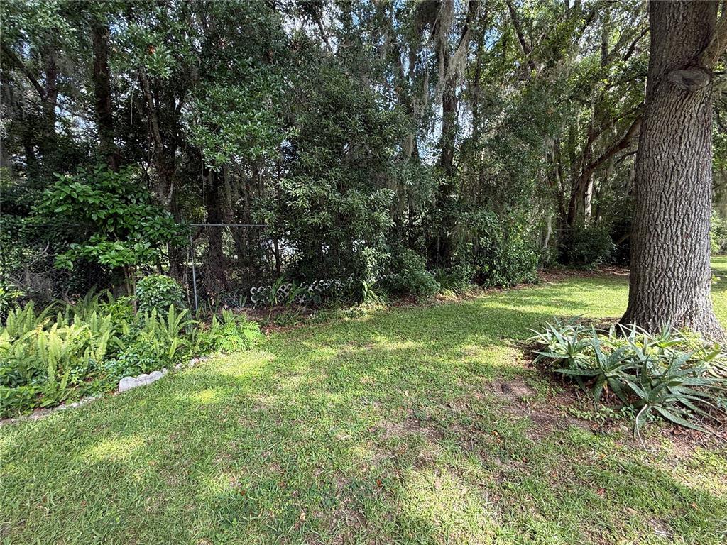 A grassy backyard features a large tree, lush ferns, and a dense wooded perimeter — 517 WHISPERING PINES BOULEVARD, INVERNESS, FL
