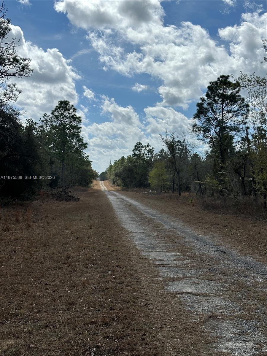 A dirt road stretches through a wooded area under a blue sky with clouds — OTHER CITY - IN THE STATE OF FLORIDA, FL