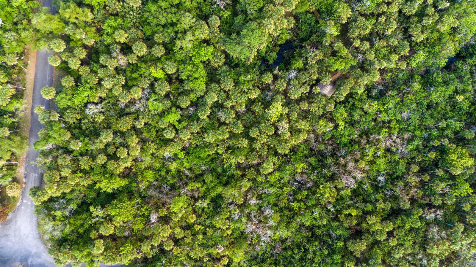 An aerial view shows a paved road bordering a dense forest with many palm trees — Tbd Old River Road, Fort Pierce FL 34982, FORT PIERCE, FL