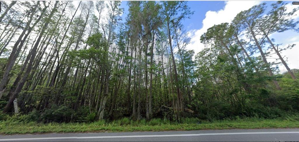 A dense forest of tall pine and cypress trees borders a paved road — DEEN STILL ROAD, POLK CITY, FL