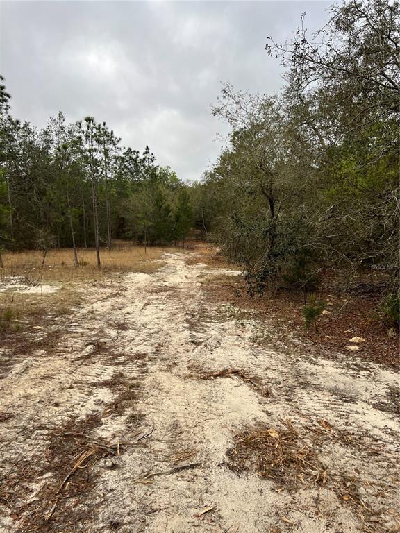 A sandy dirt path leads through a wooded area with pine and oak trees — 4625-4651 W KELLY PARK ROAD, APOPKA, FL