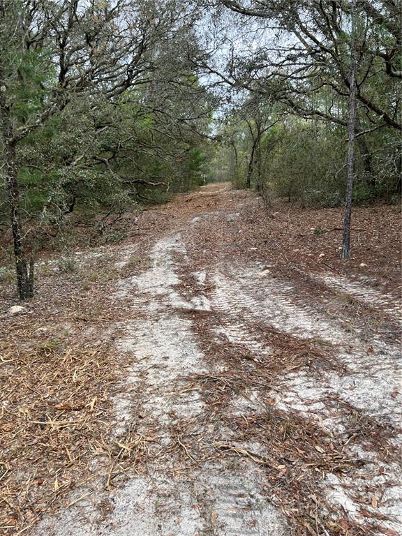 A dirt path winds through a wooded area covered in fallen leaves and pine needles — 4625-4651 W KELLY PARK ROAD, APOPKA, FL