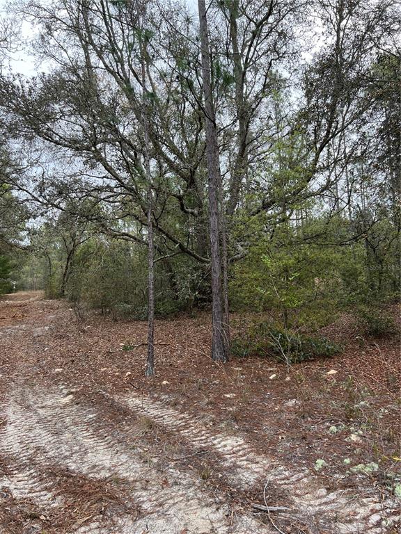A dirt path leads into a wooded area with tall pine and oak trees — 4625-4651 W KELLY PARK ROAD, APOPKA, FL