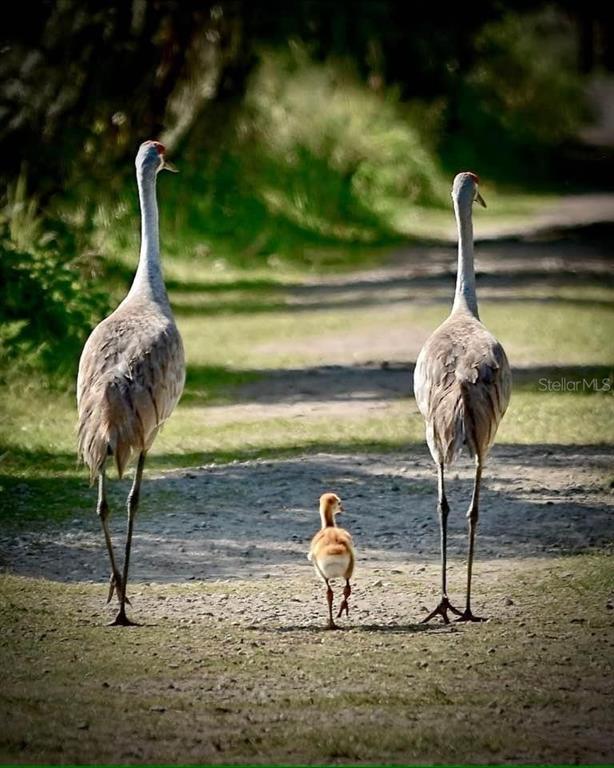 Two adult sandhill cranes walk on a dirt path with a small chick between them — 423 ARMADA LANE, DAVENPORT, FL