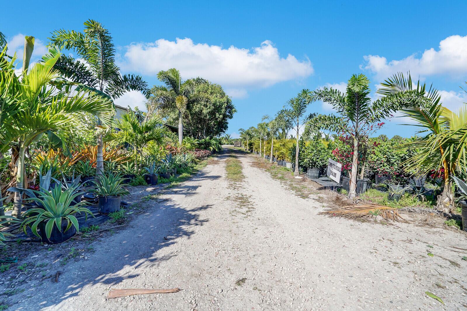 A dirt path leads through a plant nursery lined with potted palm trees and agave plants — 6747 Carol Street, Loxahatchee FL 33470, LOXAHATCHEE, FL