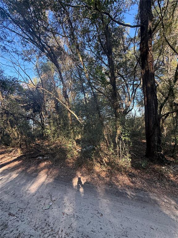 A dirt road runs alongside a wooded lot filled with mature trees and dense undergrowth — SW 148TH CT 32ND PLACE, OCALA, FL