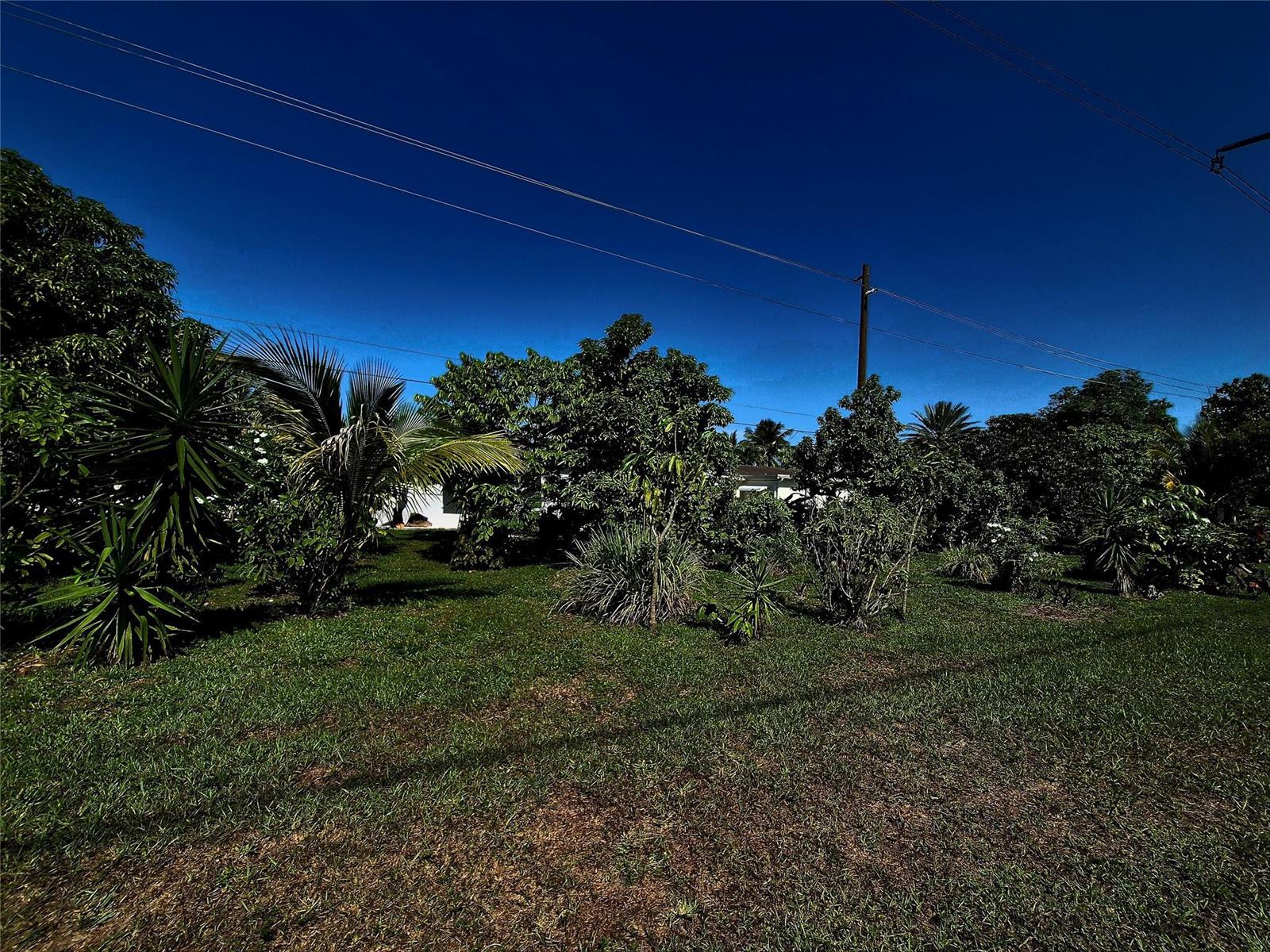 A grassy yard with various tropical trees and shrubs under a clear blue sky — 1390 NW 70th Lane, Margate FL 33063, MARGATE, FL