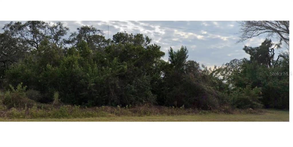 A vacant, overgrown lot with dense trees and brush under a cloudy sky — LECANTO STREET, HOLIDAY, FL