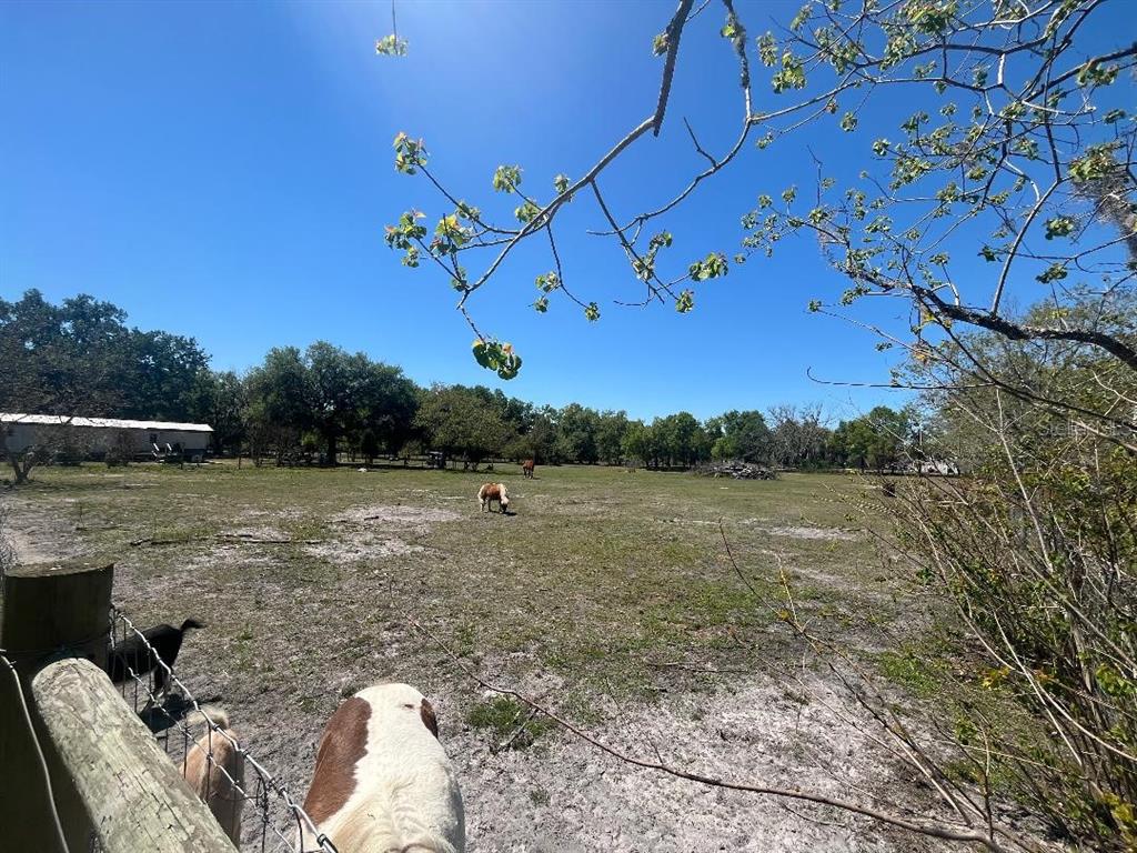 A fenced pasture features horses grazing under a clear blue sky with trees nearby — 28538 RICE ROAD, SAN ANTONIO, FL