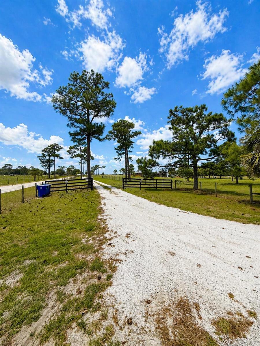 A white gravel driveway leads through a fenced pasture with several tall pine trees — 1075 SW Rucks Dairy Road, Okeechobee FL 34974, OKEECHOBEE, FL