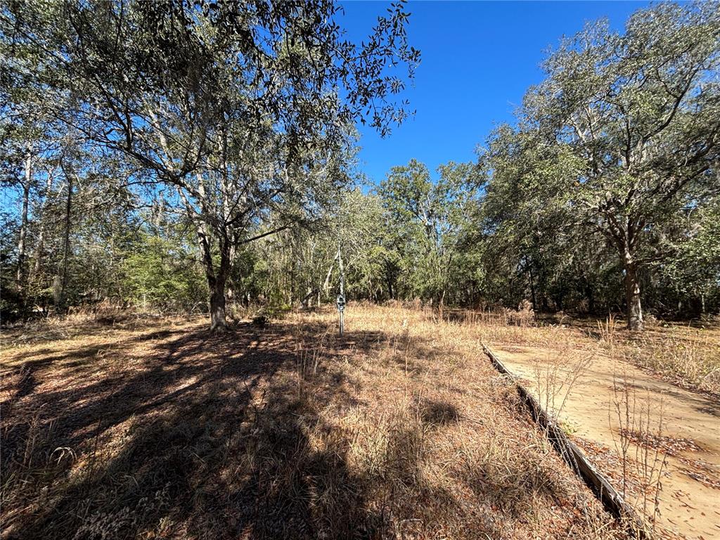 A wooded lot features a concrete slab foundation surrounded by dry grass and mature trees — 1077 NW HAMP FARMER ROAD, LAKE CITY, FL