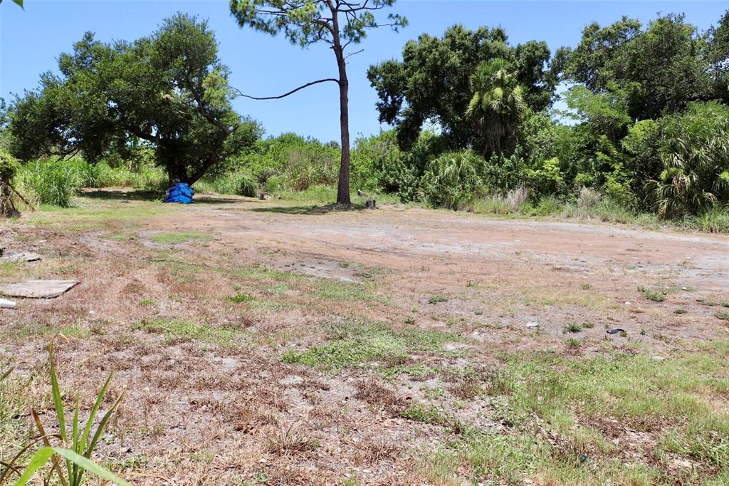 A flat, cleared dirt lot features a large pine tree and surrounding dense vegetation — 0 MANGO AVENUE, SARASOTA, FL