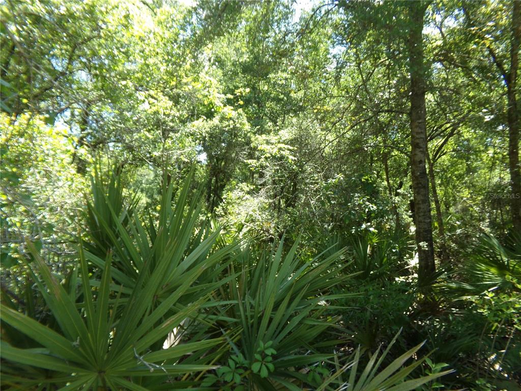 A dense, wooded area featuring numerous palm plants and tall trees under bright sunlight — KNOXVILLE DRIVE, WEBSTER, FL