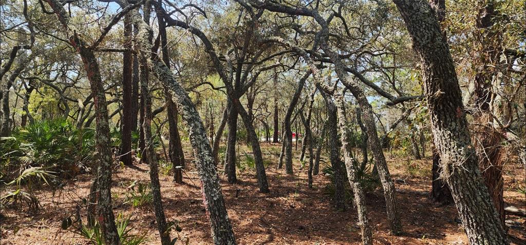 A wooded lot features numerous thin, leaning trees and scattered palmetto plants on a pine-needle floor — 18106 PARAKEET ROAD, BROOKSVILLE, FL