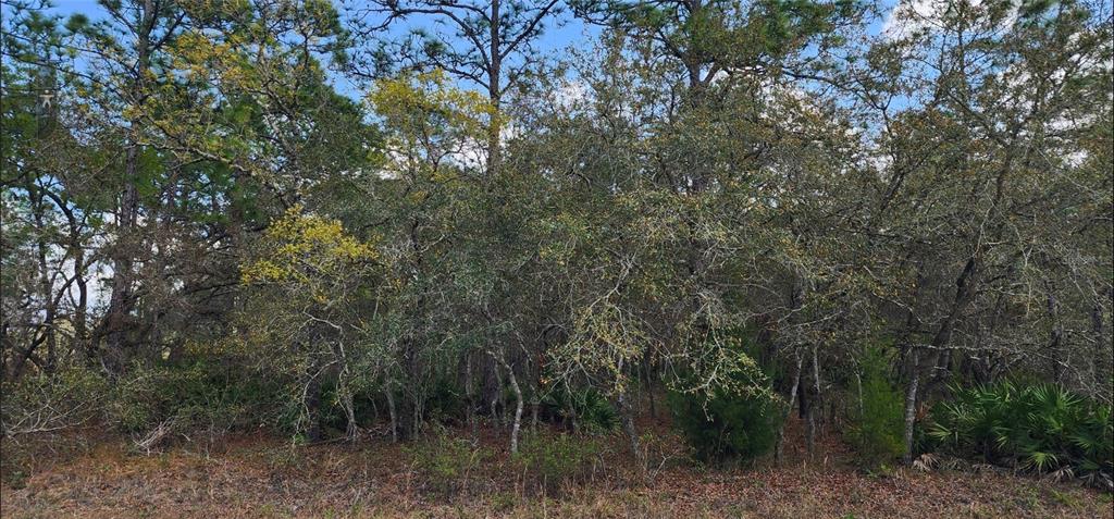 A dense wooded lot featuring a mix of pine trees, oak trees, and palmetto bushes — 18106 PARAKEET ROAD, BROOKSVILLE, FL