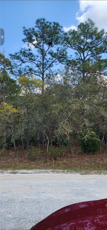 A view of a wooded lot with tall pine trees and a gravel road — 18106 PARAKEET ROAD, BROOKSVILLE, FL