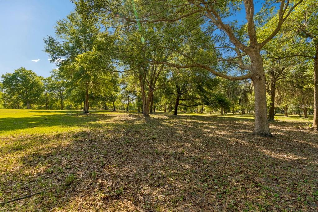 A grassy, shaded lot features numerous mature trees under a clear blue sky — 31501 REED ROAD, DADE CITY, FL