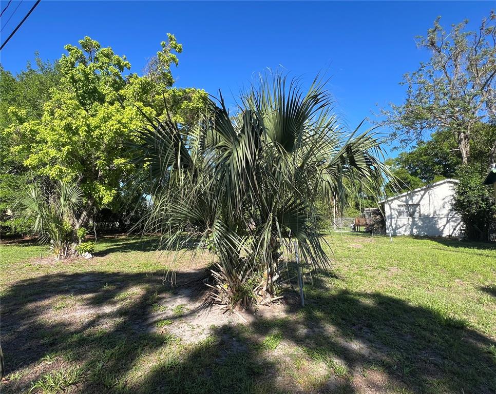 A large palm tree stands in a grassy yard next to a white house — 10105 N 16 STREET, TAMPA, FL