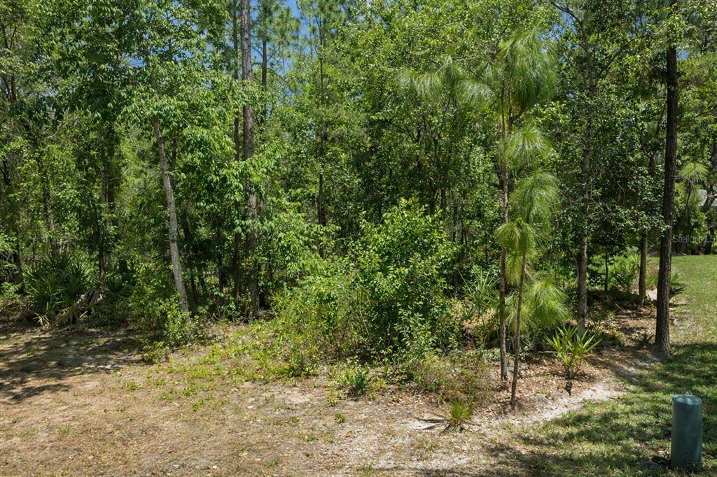 A wooded lot with dense trees and brush under a bright blue sky — 17 SPECEBERRY CIRCLE, HOMOSASSA, FL