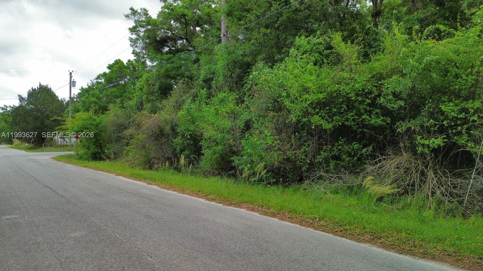 A paved road runs alongside a dense, wooded lot with overgrown vegetation and trees — NW 114 ct, Ocala FL 34421, OCALA, FL