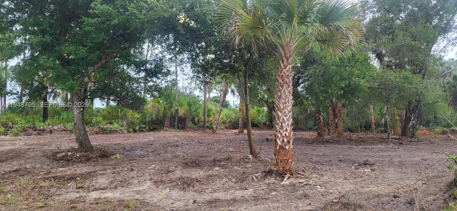 A cleared, flat lot features scattered trees and a prominent palm tree in the foreground — 315 Ivanhoe Ave, La Belle FL 33935, LA BELLE, FL